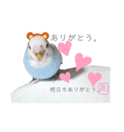 泉家 〜思いやりインコ〜（個別スタンプ：5）