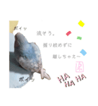 泉家 〜思いやりインコ〜（個別スタンプ：11）