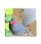 泉家 〜思いやりインコ〜（個別スタンプ：13）