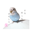 泉家 〜思いやりインコ〜（個別スタンプ：14）