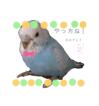 泉家 〜思いやりインコ〜（個別スタンプ：15）