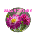 ゆきちゃんスタンプ9（個別スタンプ：1）