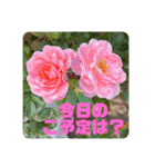 ゆきちゃんスタンプ9（個別スタンプ：11）