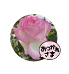 ゆきちゃんスタンプ9（個別スタンプ：23）