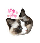 ラグドールもここ（個別スタンプ：2）