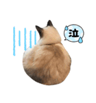 ラグドールもここ（個別スタンプ：3）