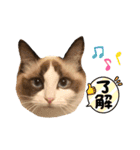 ラグドールもここ（個別スタンプ：5）