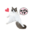ラグドールもここ（個別スタンプ：9）