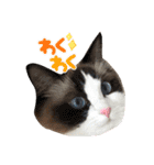 ラグドールもここ（個別スタンプ：13）