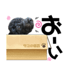 トイプのモコちゃん2（個別スタンプ：10）