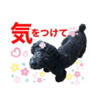 トイプのモコちゃん2（個別スタンプ：11）