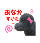 トイプのモコちゃん2（個別スタンプ：12）