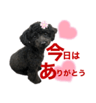 トイプのモコちゃん2（個別スタンプ：18）