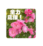 ゆきちゃんスタンプ8（個別スタンプ：18）