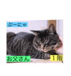 ガッシー1階ねこーず2021冬バージョン（個別スタンプ：1）