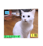 ガッシー1階ねこーず2021冬バージョン（個別スタンプ：8）
