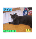 ガッシー1階ねこーず2021冬バージョン（個別スタンプ：11）