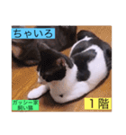 ガッシー1階ねこーず2021冬バージョン（個別スタンプ：12）