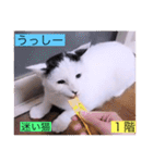ガッシー1階ねこーず2021冬バージョン（個別スタンプ：13）