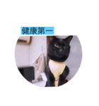 ガッシー1階ねこーず2021冬バージョン（個別スタンプ：16）