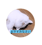 ガッシー1階ねこーず2021冬バージョン（個別スタンプ：18）