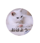 ガッシー1階ねこーず2021冬バージョン（個別スタンプ：19）