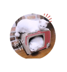 ガッシー1階ねこーず2021冬バージョン（個別スタンプ：22）