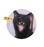 ガッシー1階ねこーず2021冬バージョン（個別スタンプ：23）