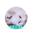 ガッシー1階ねこーず2021冬バージョン（個別スタンプ：25）