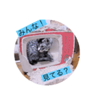 ガッシー1階ねこーず2021冬バージョン（個別スタンプ：28）