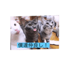 ガッシー1階ねこーず2021冬バージョン（個別スタンプ：29）