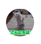 ガッシー1階ねこーず2021冬バージョン（個別スタンプ：31）