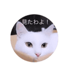 ガッシー1階ねこーず2021冬バージョン（個別スタンプ：34）
