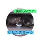 ガッシー1階ねこーず2021冬バージョン（個別スタンプ：35）