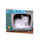 ガッシー1階ねこーず2021冬バージョン（個別スタンプ：36）