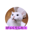 ガッシー1階ねこーず2021冬バージョン（個別スタンプ：37）