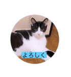 ガッシー1階ねこーず2021冬バージョン（個別スタンプ：38）