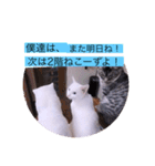 ガッシー1階ねこーず2021冬バージョン（個別スタンプ：40）