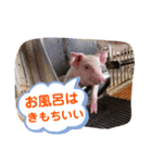 ブーブー家族 ①（個別スタンプ：1）