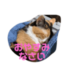 ブーブー家族 ①（個別スタンプ：5）