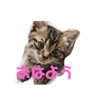 ブーブー家族 ①（個別スタンプ：6）