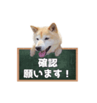 甲斐犬と柴犬「川沿いに歩く妻サヲル」（個別スタンプ：3）