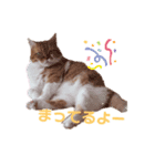 キャラメルにゃんこのQ太朗（個別スタンプ：5）
