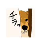 いなりな柴犬（個別スタンプ：4）