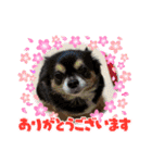 菊ちゃんスタンプ2（個別スタンプ：4）