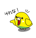 セキセイインコ（黄ハルクイン）2（個別スタンプ：1）