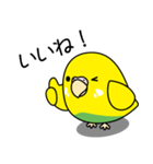 セキセイインコ（黄ハルクイン）2（個別スタンプ：4）