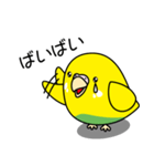 セキセイインコ（黄ハルクイン）2（個別スタンプ：12）