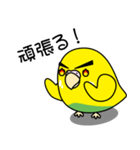 セキセイインコ（黄ハルクイン）2（個別スタンプ：18）