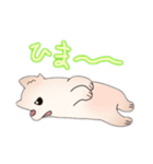 ポメラニアン ポム（個別スタンプ：30）